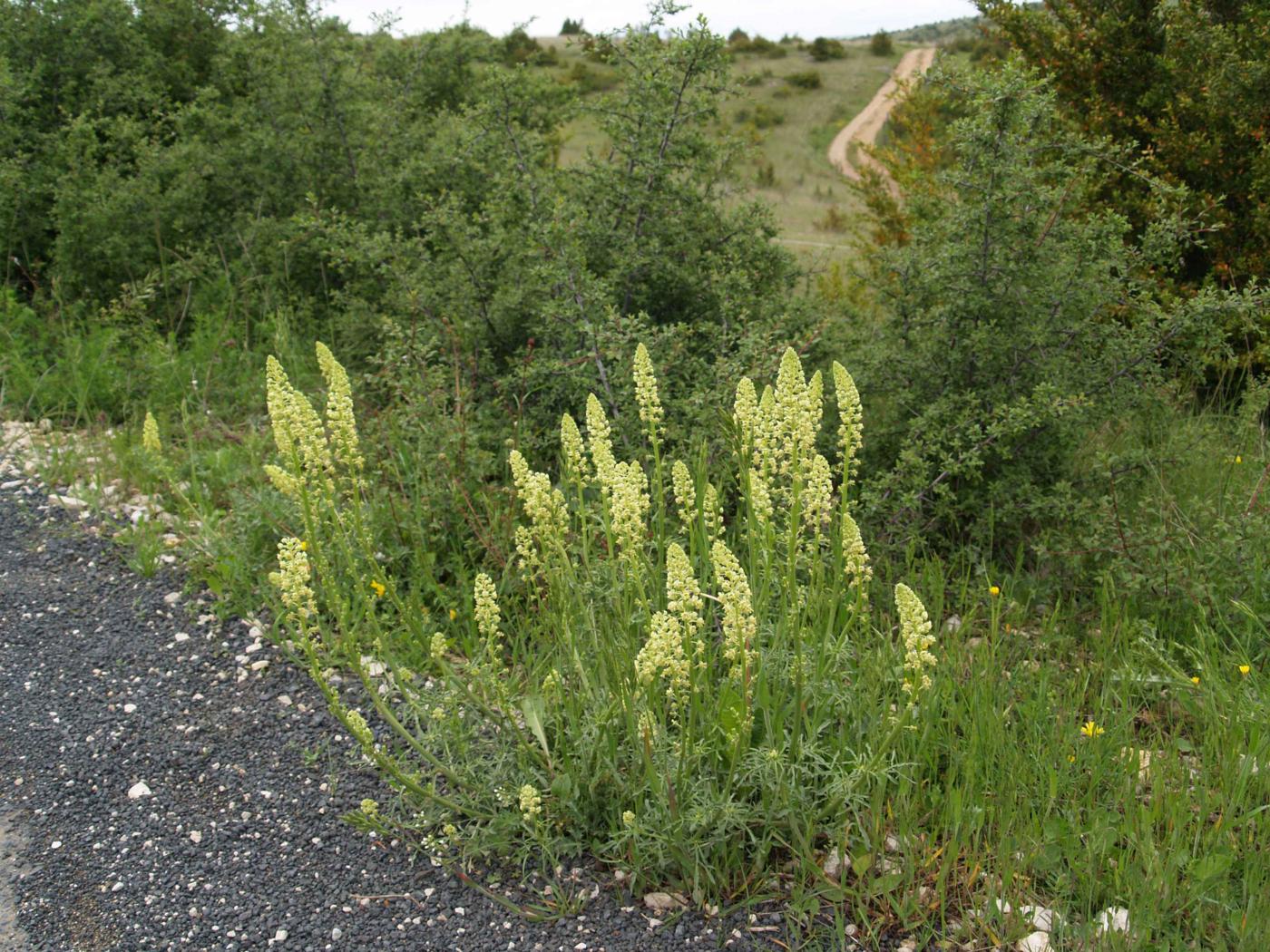 Mignonette, Wild plant